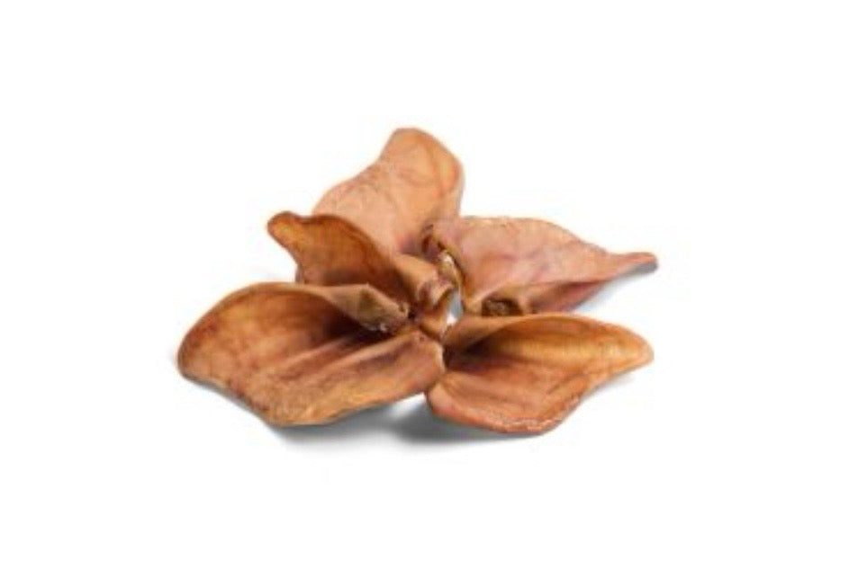 Large Pigs Ear